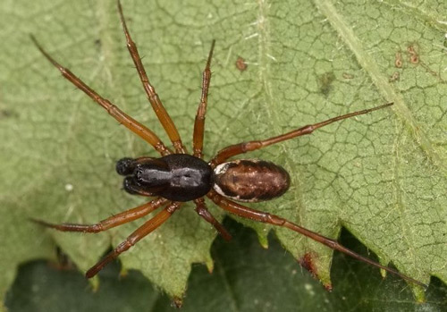 Sheetweb Spider - Spider species | OBOBAS JISHEBI | ობობას ჯიშები